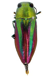 Melobasis vittata, PL1165, male, from Acacia uncifolia, SL, 8.1 × 2.9 mm